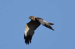 Circus aeruginosus