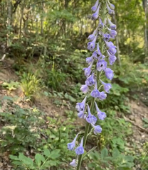 Delphinium fissum