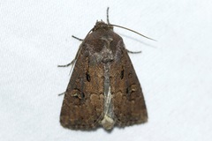 Resapamea passer