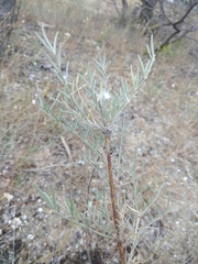 Astragalus brachylobus