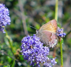 Callophrys muiri