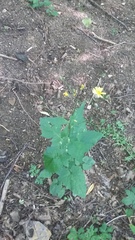 Lapsana communis intermedia