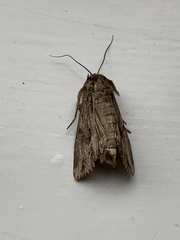 Apamea monoglypha