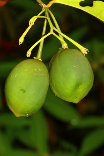 Physena madagascariensis image