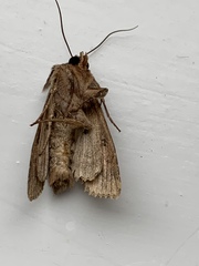 Apamea monoglypha