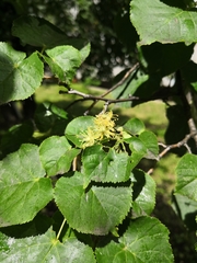 Eriophyes tiliae