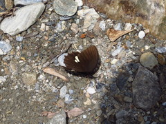 Papilio castor formosanus
