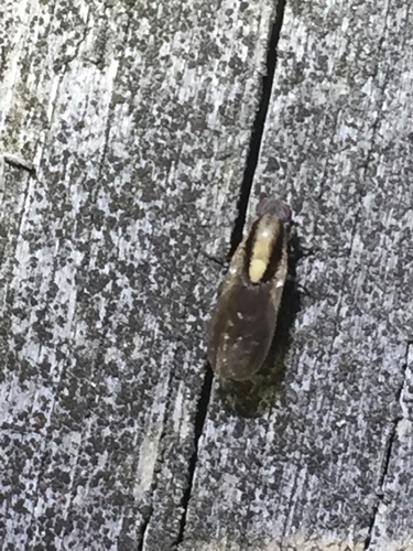 Heleomyzidae