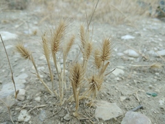 Hordeum geniculatum