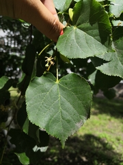 Tilia cordata