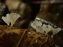 Cyphellaceae