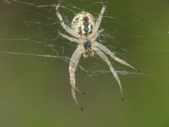 Neoscona byzanthina