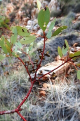 Eucalyptus trivalva