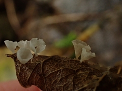 Cyphellaceae