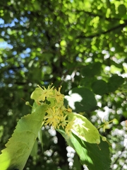 Tilia cordata