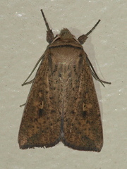 Mythimna formosana