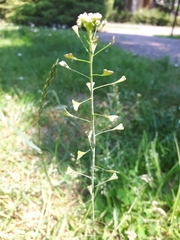 Capsella