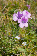 Linum hypericifolium