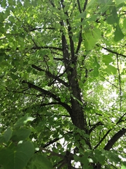 Tilia cordata