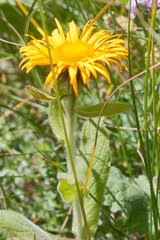 Pentanema orientale