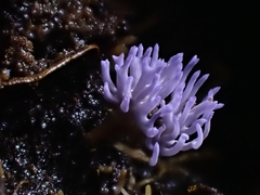 Ramariopsis pulchella