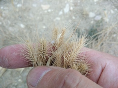 Hordeum geniculatum