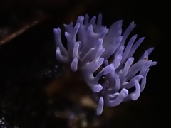 Ramariopsis pulchella