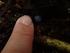 Ramariopsis pulchella