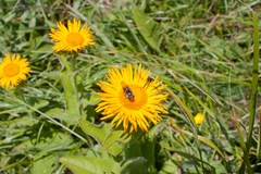 Pentanema orientale