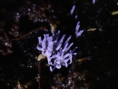 Ramariopsis pulchella