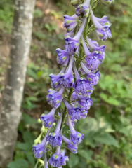 Delphinium fissum