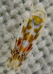Typhlocyba quercus
