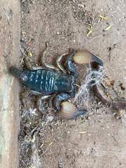 Pandinurus exitialis