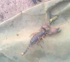 Pandinurus exitialis