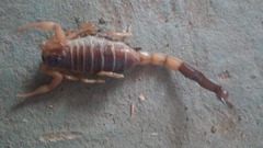 Parabuthus hamar