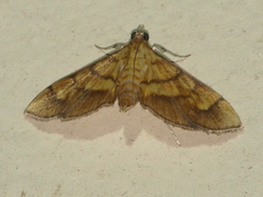 Orphanostigma abruptalis
