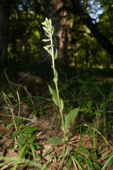Epipactis krymmontana