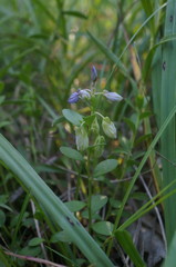 Polygala supina supina