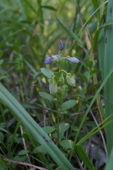 Polygala supina supina