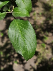 Prunus cerasifera