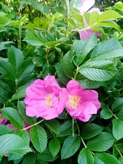 Rosa rugosa
