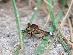 Promachus yesonicus