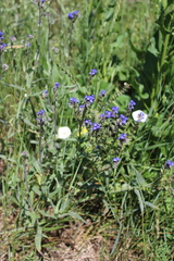 Anchusa leptophylla