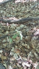 Epipactis krymmontana