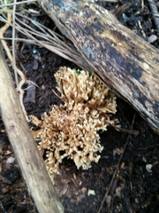 Ramaria pyrispora