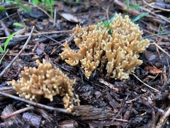 Ramaria pyrispora