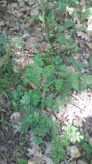 Silphiodaucus hispidus