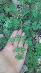 Silphiodaucus hispidus