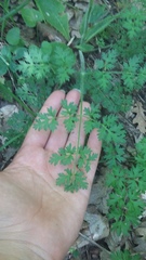 Silphiodaucus hispidus