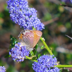 Callophrys muiri